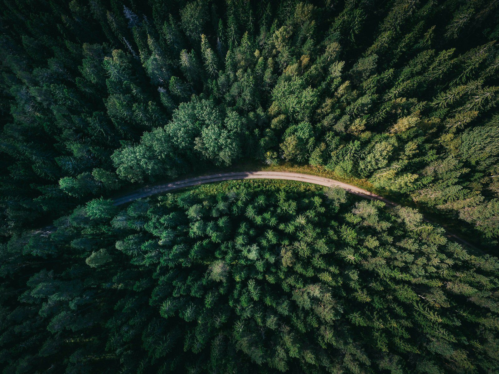 aerial shot of road surrounded by green trees