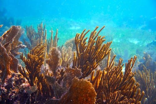 Willis Towers Watson announces insurance programme for coral reef