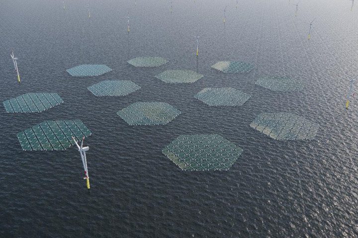 SolarDuck to deliver 5-MW offshore floating solar plant as part of winning RWE bid