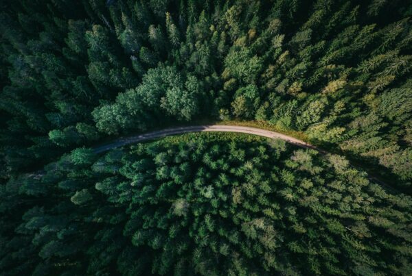 aerial shot of road surrounded by green trees