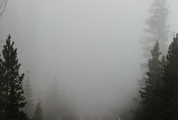 empty road surrounded with trees with fog